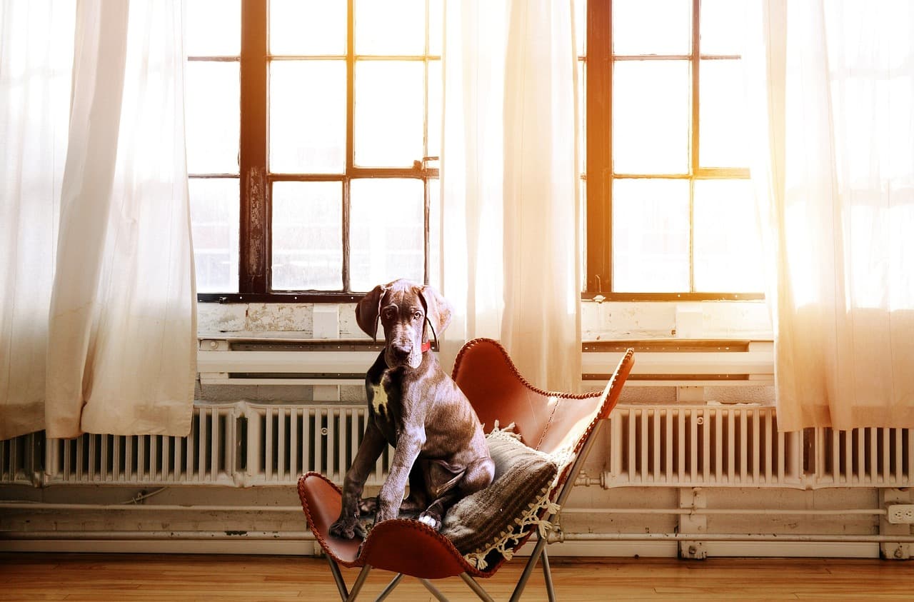 A dog in a chair by a tall window, the radiator warm beneath it